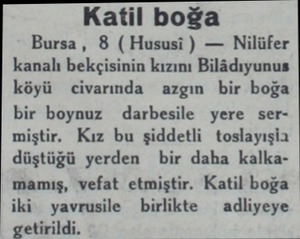  Katil boğa Bursa, 8 (Hususi ) — Nilüfer kanalı bekçisinin kızını Bilâdıyunus köyü civarında azgın bir boğa bir boynuz...