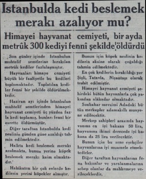  İstanbulda kedi beslemek merakı azalıyor mu? Himayei hayvanat cemiyeti, bir ayda metrük 300 kediyi fenni şekilde'öldürdü...