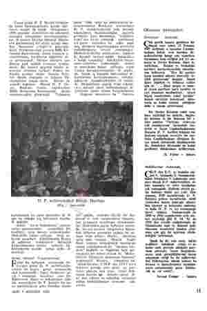  Cuma günü D. P. Meclis Grubun- da hazır bulunacakların içimle hafı- zaları nisyan ile malül olmayanlar, 1956 yazanda...