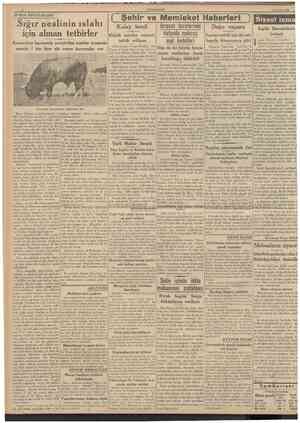  CUMHURİYET 3 Ağustos 1939 BURSA MEKTUBLARI» Sığır neslinin ıslahı içm alınan tetbirler Karacabey harasmda yetiştirüea inekler