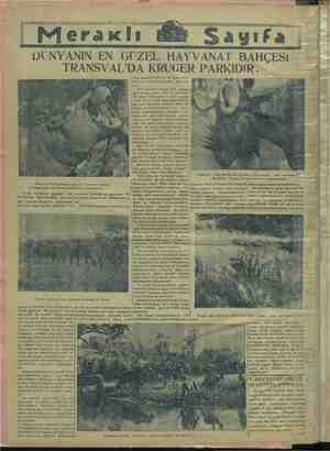    MY, e m 'NYANIN EN GÜZEL HAYVANAT BAHÇESİ TRANSVAL'DA KRUGER PARKIDIR.» (( — civar müstemlekelerden bu parka muh- telif...