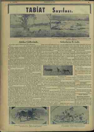      w “yazıyor: -- — e ““Aslanlar ağaca tırmanırken. Afrika Çöllerinde, Aslanlar çölde bu Idukları hayvanları avlarlar. e ei