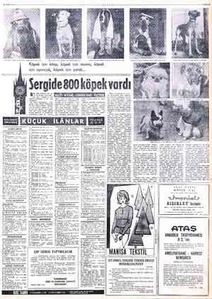  19 MART n birine sahibi İngiliz Polisi şapkası giydirmiş. Siyah beyaz tüylü karışık soylu köpeklerden biri. Sergiye katılan