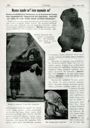  237 UYANIŞ No. 1700—15 Maymun insanlar mı? insan maymunlar mı? Insana en çok benziyen Sampanze, en az benziyen de Urang- utan