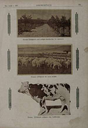  No. 1826 — İdi SERVETİFÜNUN 163 Orman Çiftliğinde yetişeen cinş ineklerden  ...